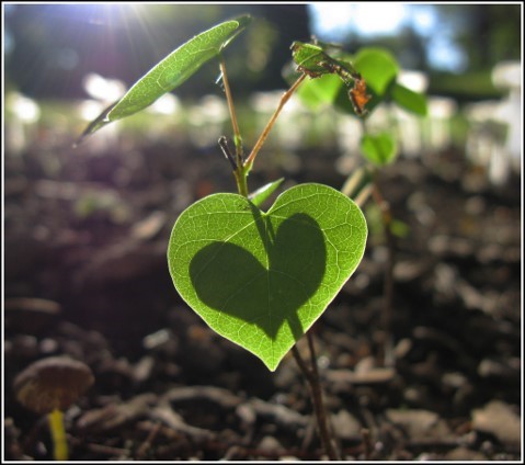 plant-heart